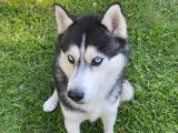 Cherche femelle Husky de pure race pour saillie