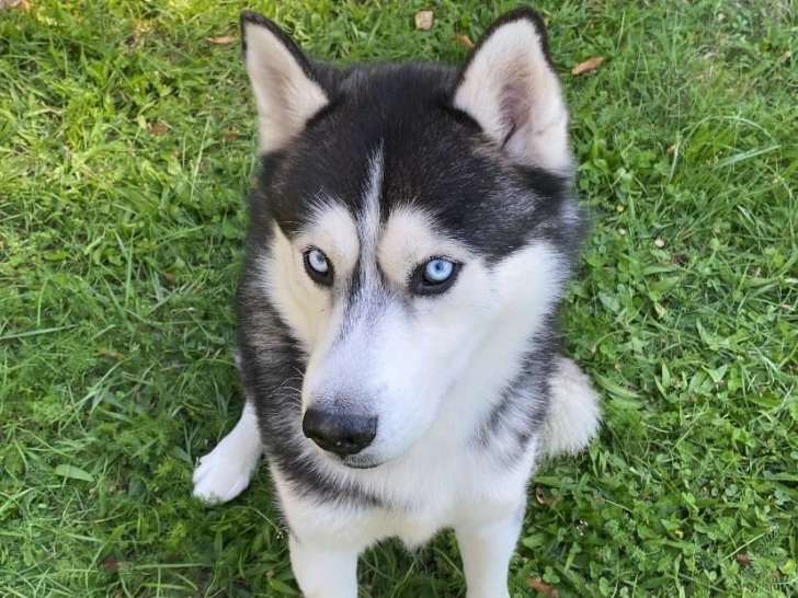 Cherche femelle Husky de pure race pour saillie