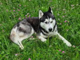 Cherche femelle Husky de pure race pour saillie