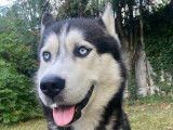 Cherche femelle Husky de pure race pour saillie