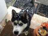 Cherche femelle Husky de pure race pour saillie