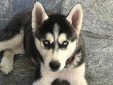 Cherche femelle Husky de pure race pour saillie