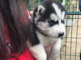 Cherche femelle Husky de pure race pour saillie