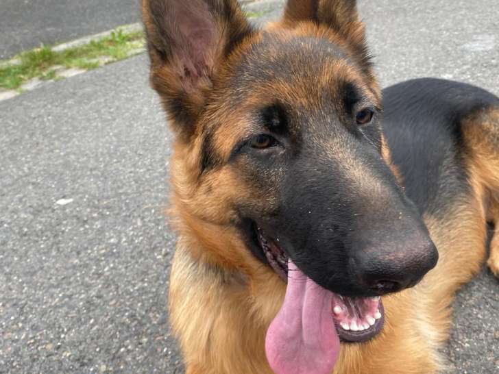 Mâle Berger Allemand disponible pour saillie gratuite