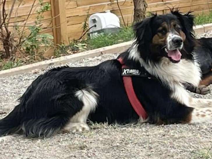 Chien de type Border Collie à donner