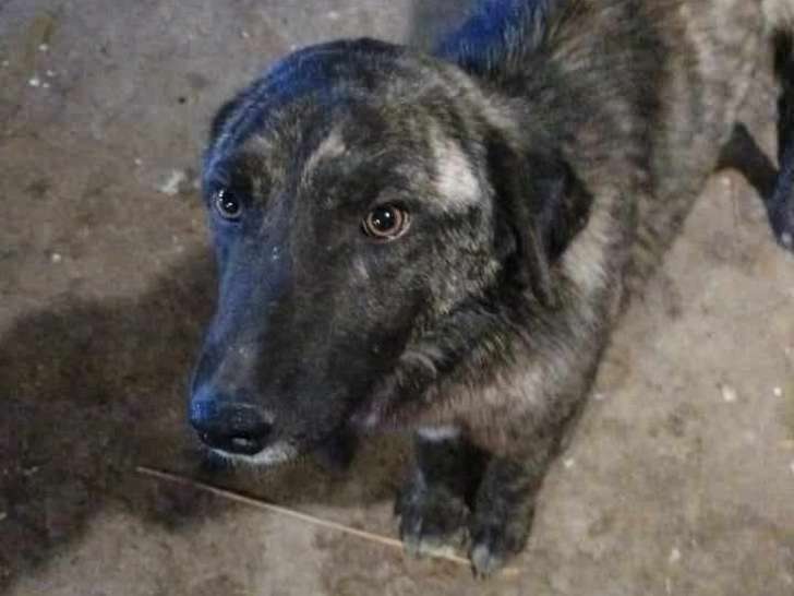 À accueillir : chien âgé de 3 ans