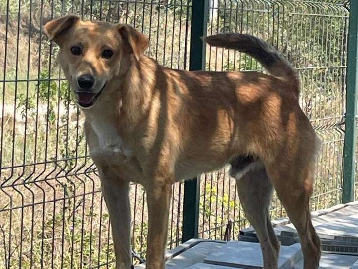 En attente d’une famille : chien de 4 ans