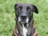 Adoption disponible : chienne de 7 ans