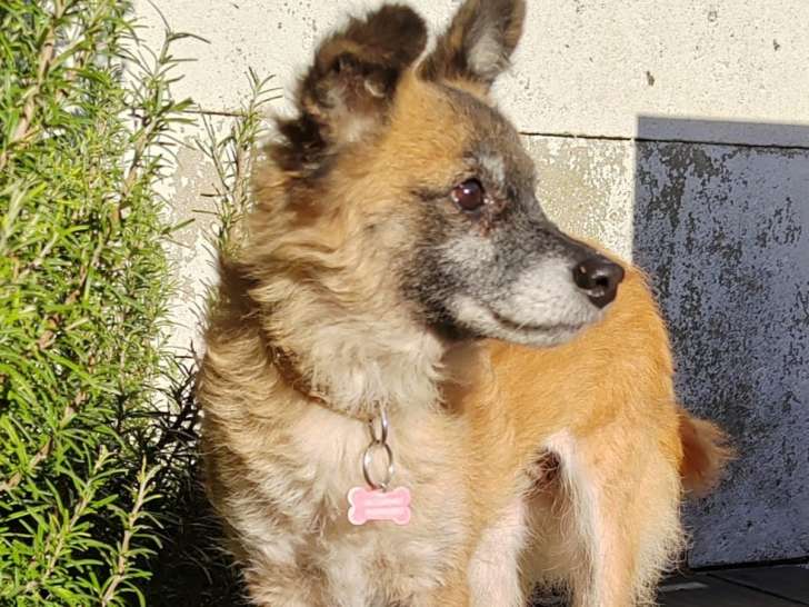 Chienne de 5 ans à adopter