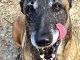 En attente d'adoption : chienne Berger Malinois de 8 ans
