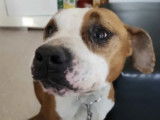 En que d'une famille : chien American Staffordshire Terrier de 6 ans