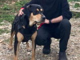 En attente d'adoption : chien Beauceron de 2 ans