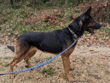 À la recherche d'un foyer : chienne Berger Allemand