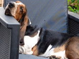 Traquenard Lothbrok, mâle Basset Hound LOF disponible pour saillie