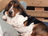 Traquenard Lothbrok, mâle Basset Hound LOF disponible pour saillie