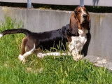 Traquenard Lothbrok, mâle Basset Hound LOF disponible pour saillie