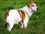 En attente d'adoption, chien Jack Russell marron et blanc