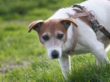 En attente d'adoption, chien Jack Russell marron et blanc