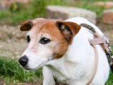 En attente d'adoption, chien Jack Russell marron et blanc