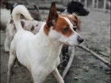 Disponible à l'adoption : chien Podenco de 9 ans