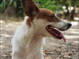 Disponible à l'adoption : chien Podenco de 9 ans