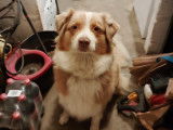 En attente d'adoption : chienne Berger Australien de 2 ans