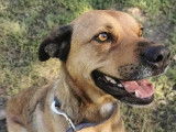 Chien de 6 ans disponible à l'adoption