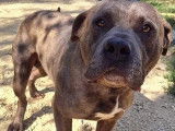 Chien American Bully de 10 ans en attente d'adoption