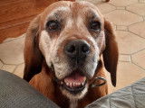 À adopter, chien âgé de 10 ans
