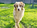 Chien Berger Australien de 8 mois disponible à l'adoption
