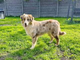 Chien Berger Australien de 8 mois disponible à l'adoption