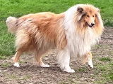 Chienne Colley de 2 ans à adopter