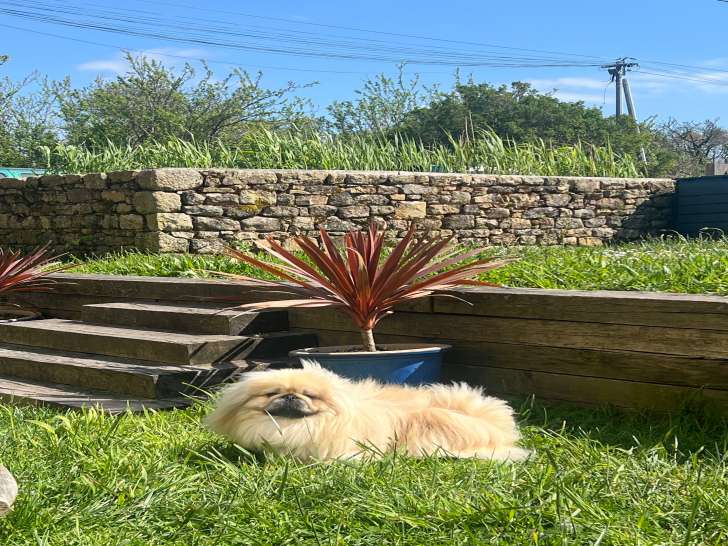 Chien Pekinois LOF à vendre