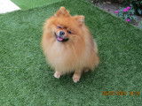 Spitz Nain orange charbonné disponible pour saillie à Tosse