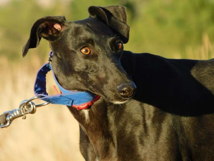 Arges, Galgo à adopter