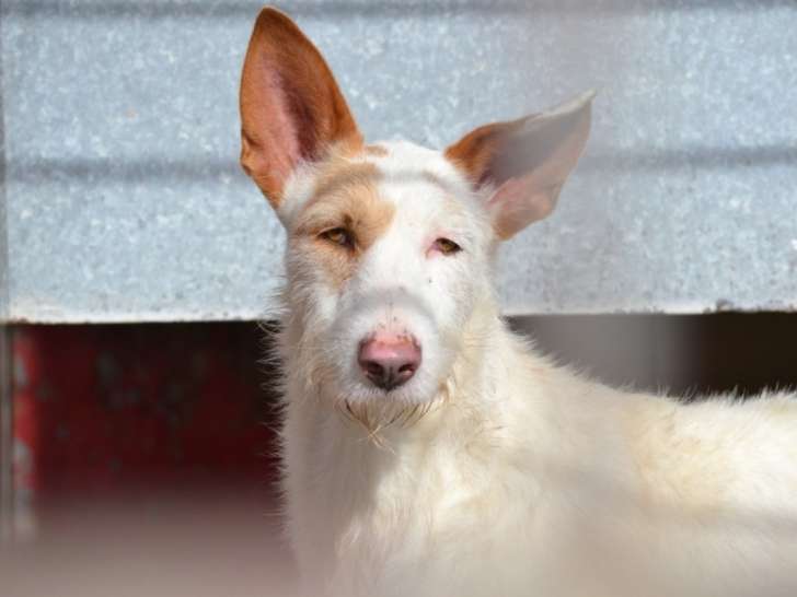 Leña, douce affectueuse Podenco à adopter