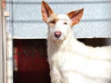Leña, douce affectueuse Podenco à adopter