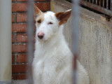 Leña, douce affectueuse Podenco à adopter