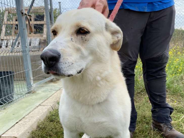 Linda, douce chienne à adopter