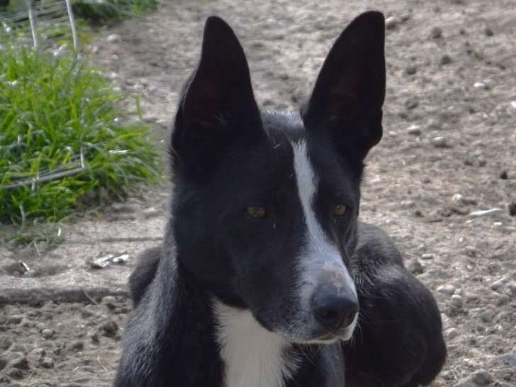Pincho, adorable Podenco croisé Border Collie à adopter
