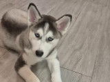 Husky Sibérien 1 mâle