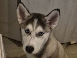 Husky Sibérien 1 mâle