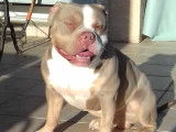 Mâle American Bully pocket tricolore lilac disponible pour saillie