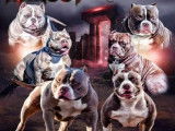 Mâle American Bully pocket tricolore lilac disponible pour saillie