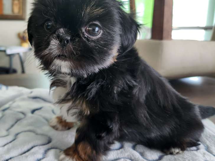 Teacup: female - la femelle. Adulte elle pesera 9-10 Lbs! Tres petite cocotte adorable!