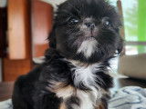 Teacup: female - la femelle. Adulte elle pesera 9-10 Lbs! Tres petite cocotte adorable!