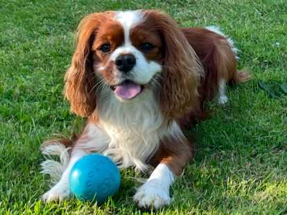 Mâle Cavalier King Charles LOF cherche femelle pour saillie