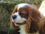 Mâle Cavalier King Charles LOF cherche femelle pour saillie