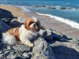 Ulysse, mâle Shih Tzu disponible pour saillie