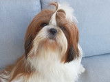 Ulysse, mâle Shih Tzu disponible pour saillie